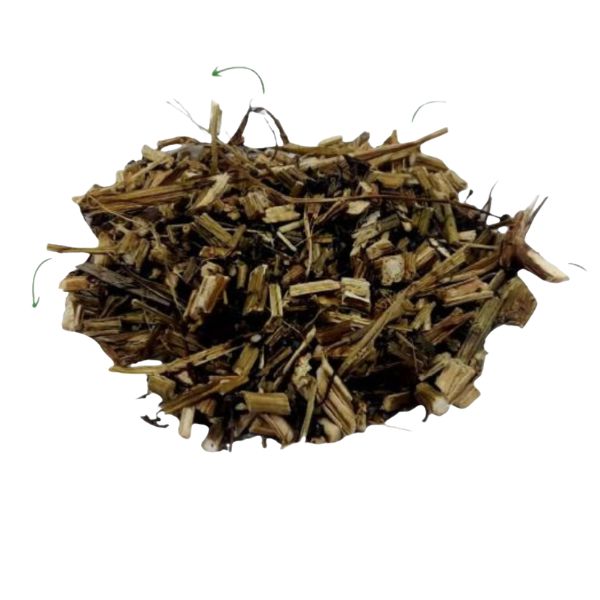 PINH�O ROXO CH� - PI�O ROXO - (JATROPHA CURCAS)